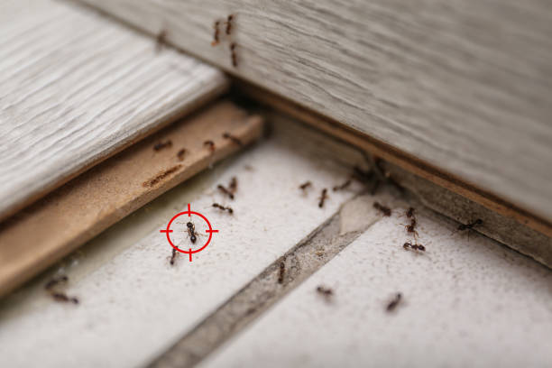 Best Residential Pest Control  in Tladega, AL